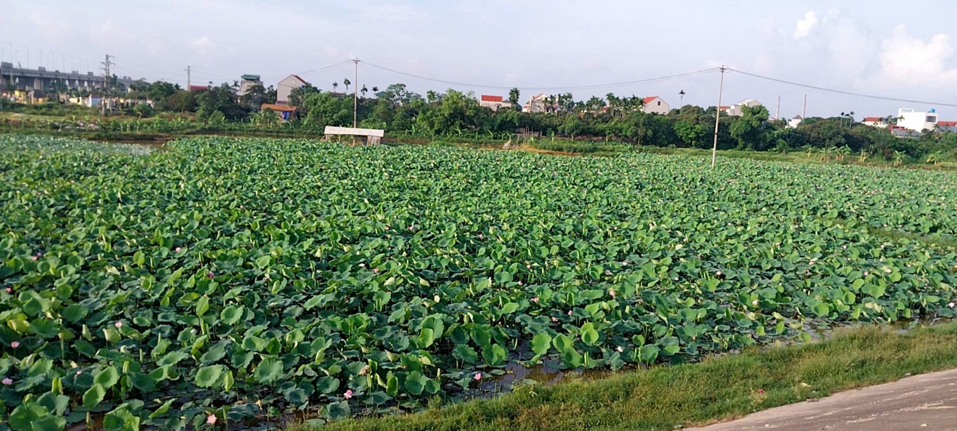 Từ vùng nhãn lồng đến đồng sen mênh mông, hiệu quả