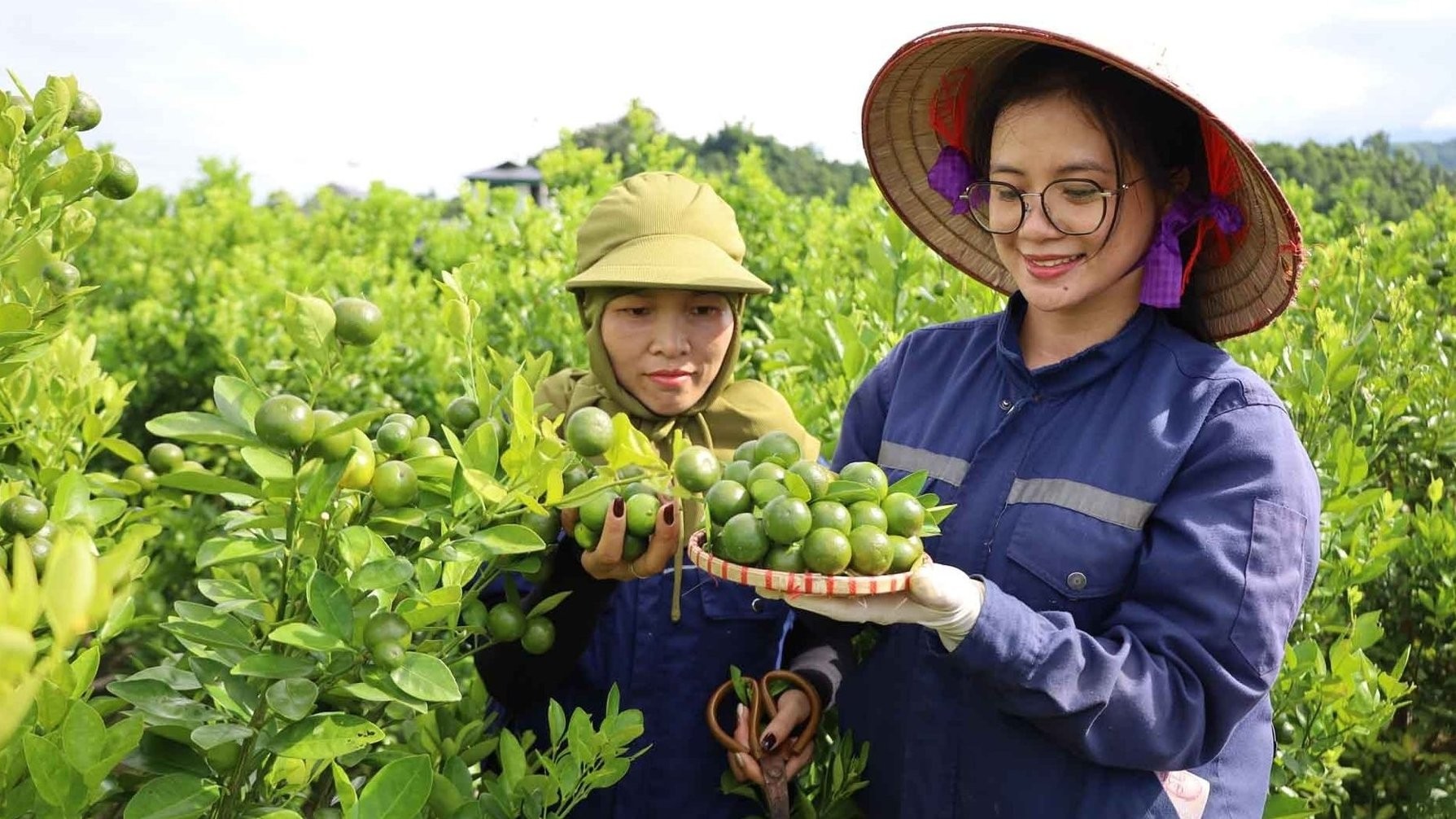 Khởi nghiệp xanh trên đất khó: Người trẻ vùng cao làm giàu từ quất hữu cơ