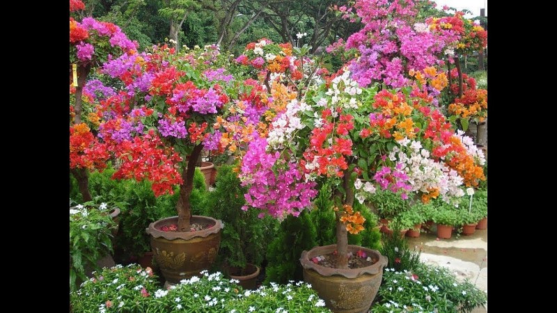 Hoa giấy - Từ giàn hoa cổng nhà đến biểu tượng văn hóa Việt