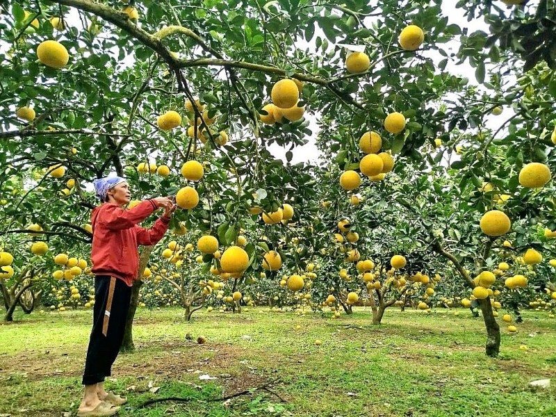 Nông dân đất Tổ đổi đời nhờ giống quả quen thuộc, xuất khẩu cả sang Anh - Mỹ
