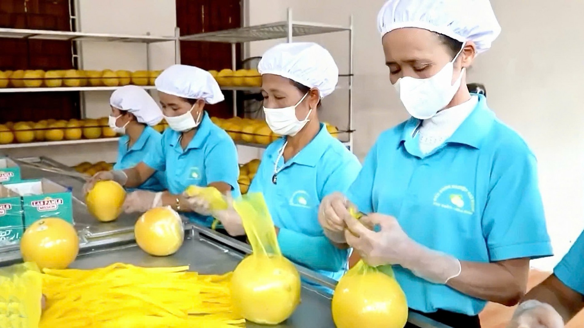 Nông dân đất Tổ đổi đời nhờ giống quả quen thuộc, xuất khẩu cả sang Anh   Mỹ