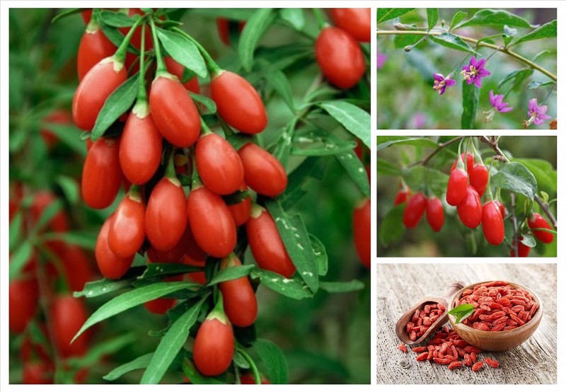 4 loại cây cảnh vừa đẹp mắt, lại được lương y khuyên trồng vườn nhà suốt nghìn năm qua