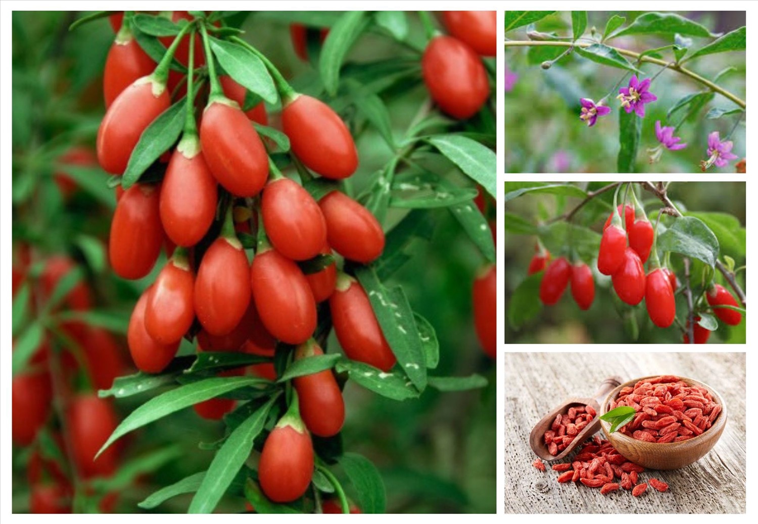 4 loại cây cảnh vừa đẹp mắt, lại được lương y khuyên trồng vườn nhà suốt nghìn năm qua