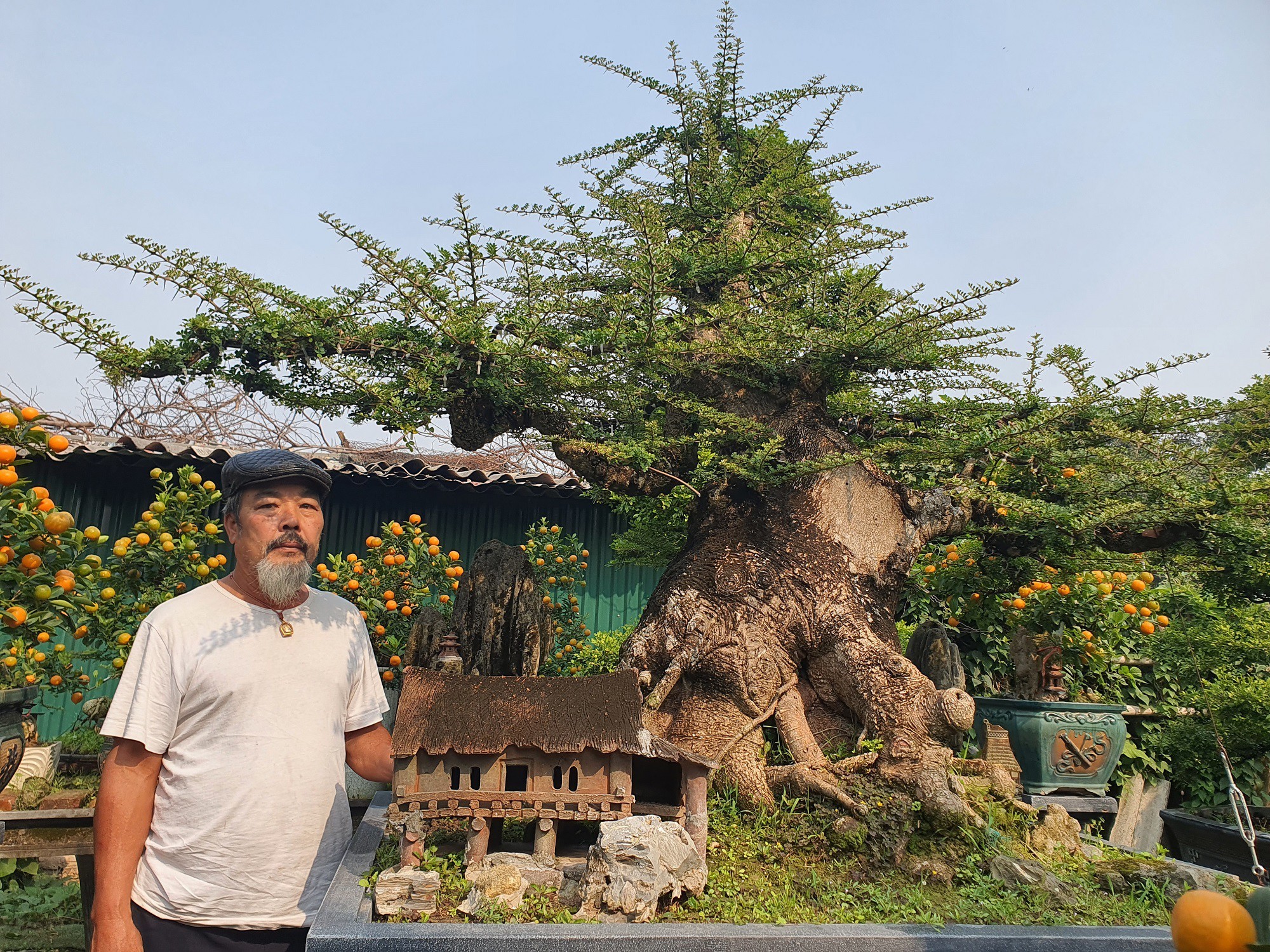 Chiêm ngưỡng cây bonsai cần thăng hơn 100 tuổi, gốc xù như hóa đá