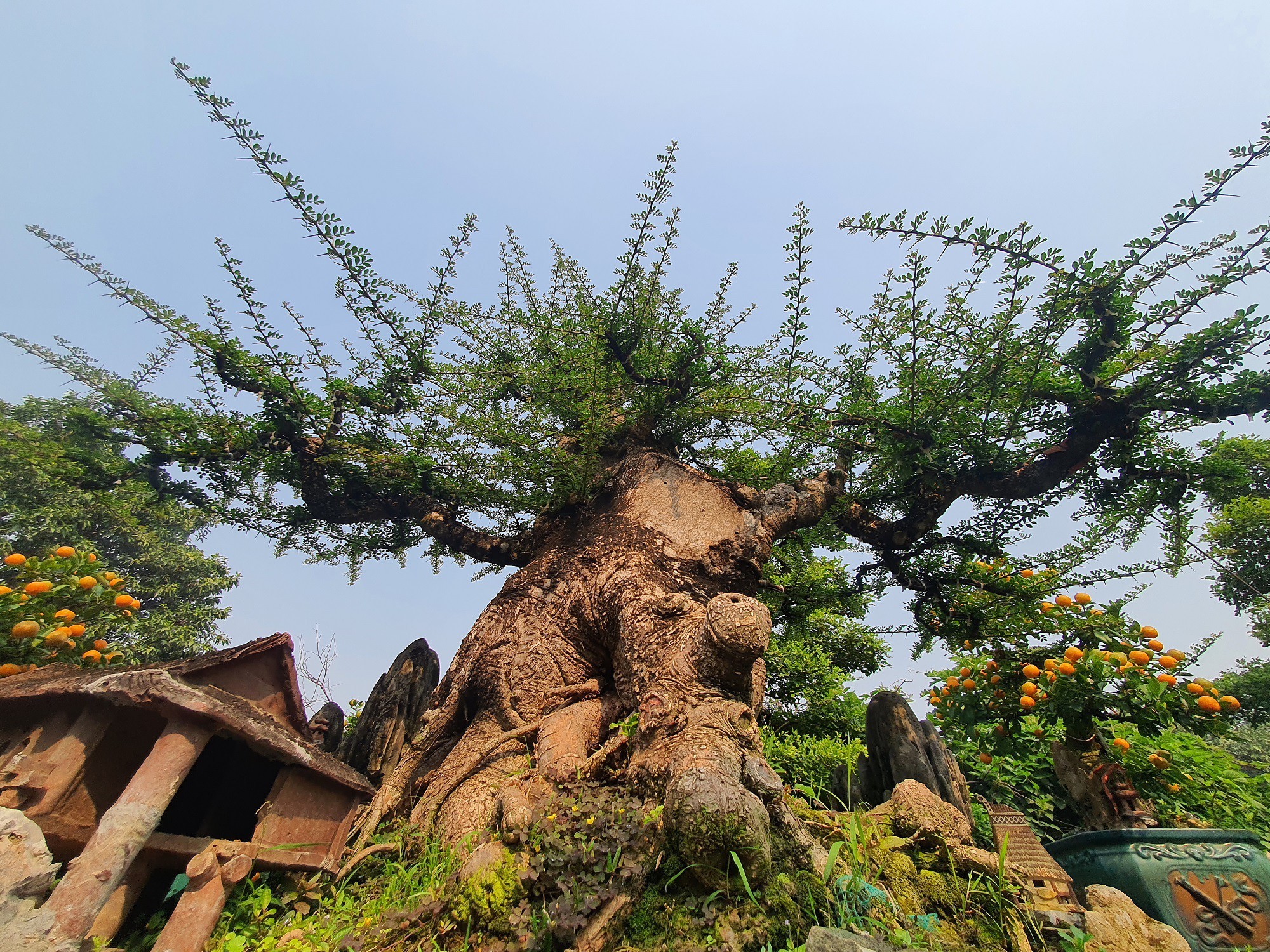 Chiêm ngưỡng cây bonsai cần thăng hơn 100 tuổi, gốc xù như hóa đá