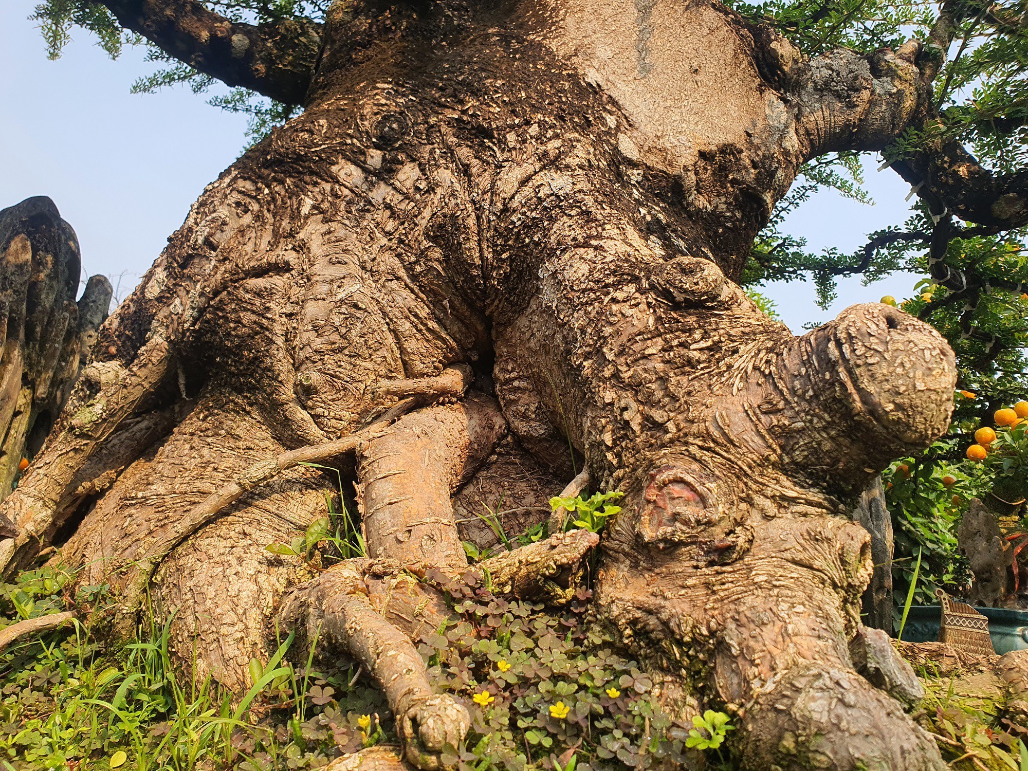 Chiêm ngưỡng cây bonsai cần thăng hơn 100 tuổi, gốc xù như hóa đá