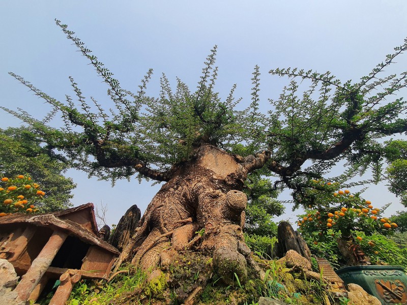 Chiêm ngưỡng cây bonsai cần thăng hơn 100 tuổi, gốc xù như hóa đá
