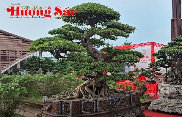Chiêm ngưỡng tác phẩm đặc sắc tại Triển lãm cây cảnh nghệ thuật Thường Tín