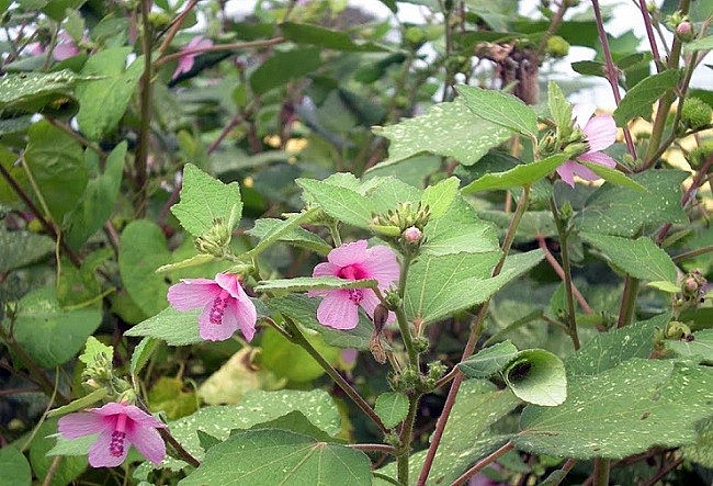 Loài cây dại một thời bị nhổ bỏ không thương tiếc, giờ bán giá "đắt như tôm tươi