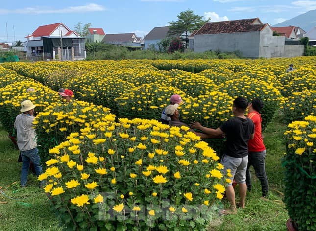 Làng nghề hoa cúc Ninh Giang: Giữ nghề trong cơn sóng chợ
