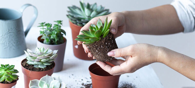 5 loại cây cảnh phong thủy để bàn là trợ thủ đắc lực cho dân văn phòng thư giãn tinh thần, dễ chăm, hút lộc