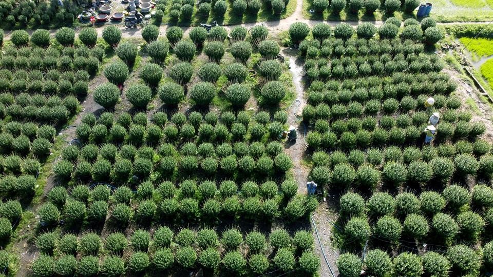 Làng nghề hoa cúc Ninh Giang: Giữ nghề trong cơn sóng chợ