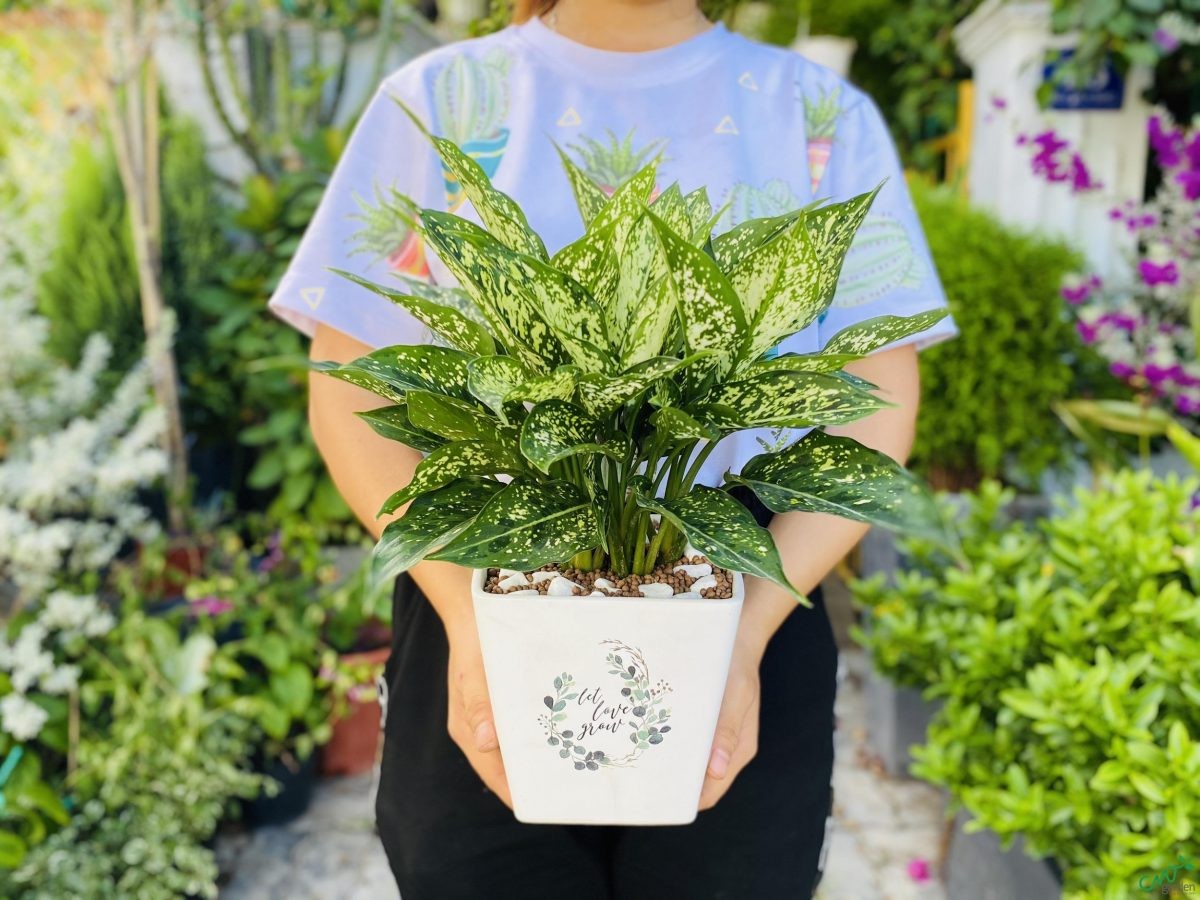 5 loại cây cảnh phong thủy để bàn là trợ thủ đắc lực cho dân văn phòng thư giãn tinh thần, dễ chăm, hút lộc