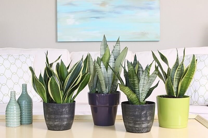 5 loại cây cảnh phong thủy để bàn là trợ thủ đắc lực cho dân văn phòng thư giãn tinh thần, dễ chăm, hút lộc