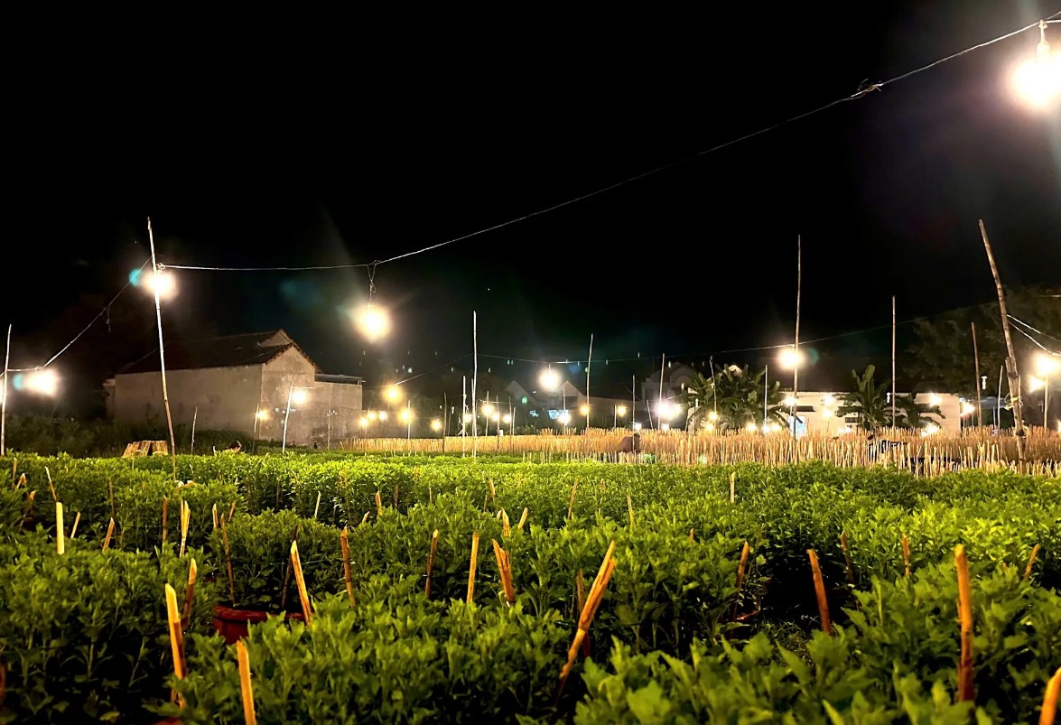 Làng nghề hoa cúc Ninh Giang: Giữ nghề trong cơn sóng chợ