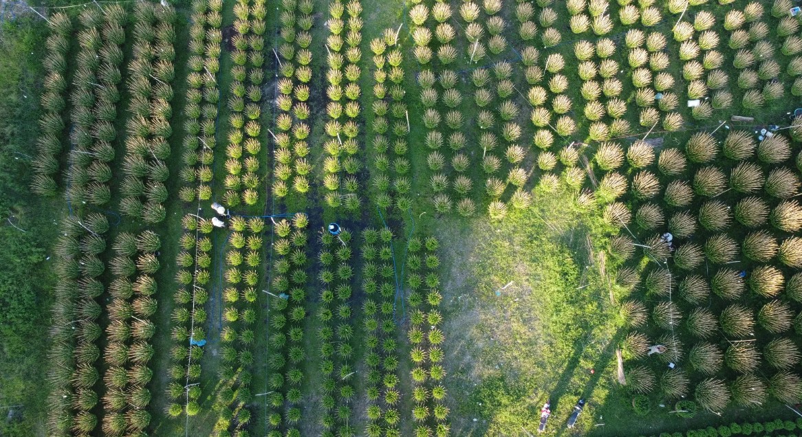 Làng nghề hoa cúc Ninh Giang: Giữ nghề trong cơn sóng chợ