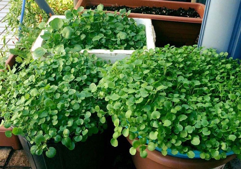 “Siêu thực phẩm” rẻ tiền ở chợ Việt, đứng đầu bảng dinh dưỡng toàn cầu