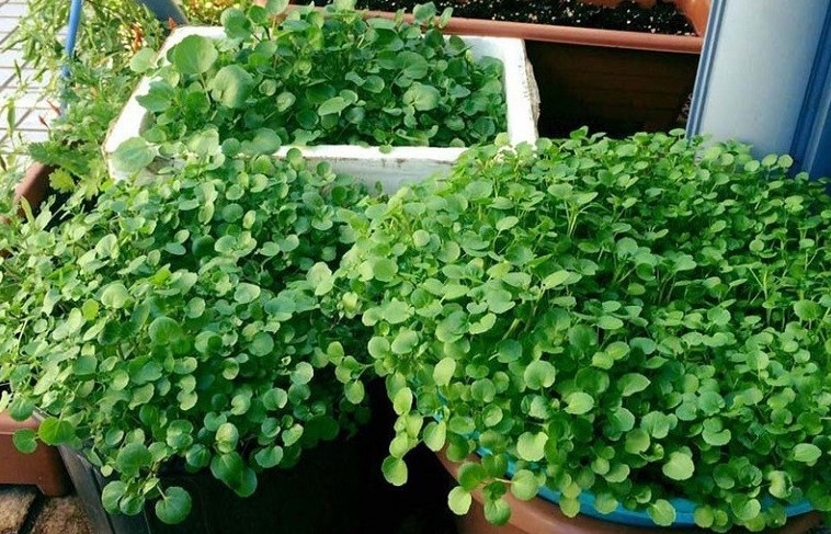 “Siêu thực phẩm” rẻ tiền ở chợ Việt, đứng đầu bảng dinh dưỡng toàn cầu