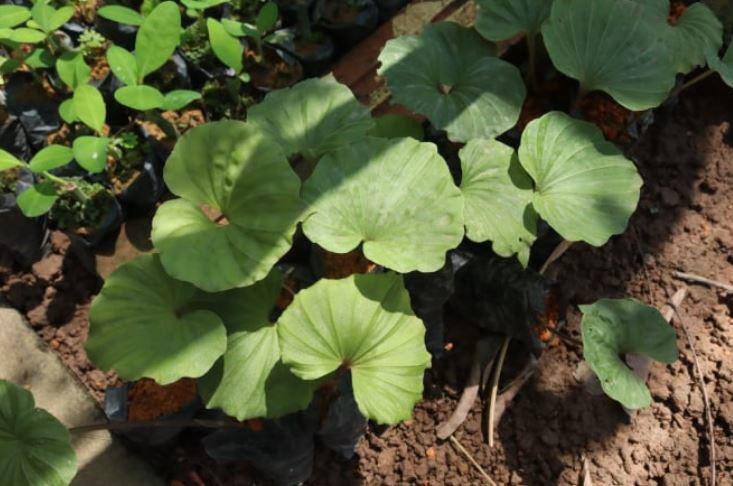 Cây một lá - loài thực vật quý hiếm bậc nhất tại Việt Nam và trên thế giới, có giá trị dược liệu cao