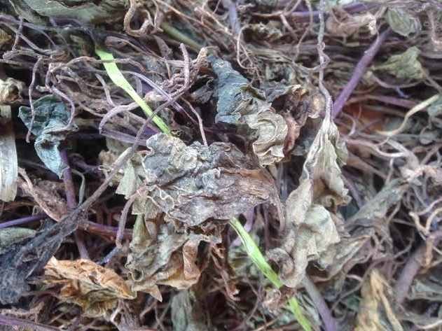Cây một lá - loài thực vật quý hiếm bậc nhất tại Việt Nam và trên thế giới, có giá trị dược liệu cao