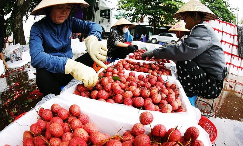 Bắc Ninh bán vải thiều vượt 105% kế hoạch