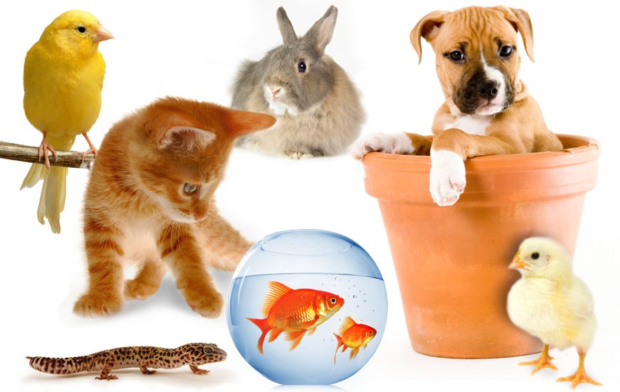 Thị trường thú cưng Việt Nam: Phát triển đa dạng nhưng cần kiểm soát