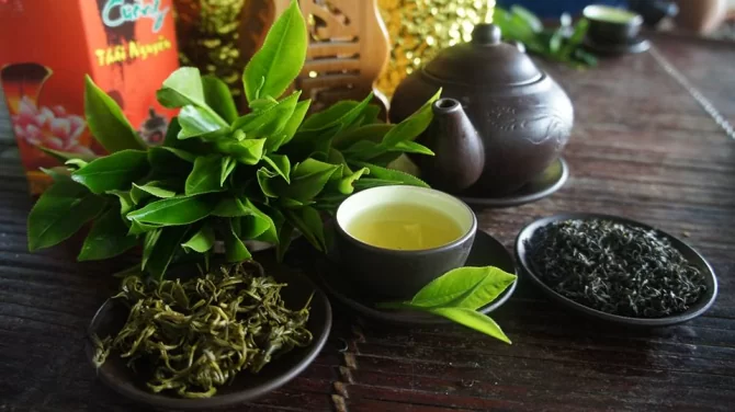 Vùng trồng chè đặc sản ở Việt Nam: Di sản từ đất, tinh túy từ bàn tay người làm trà