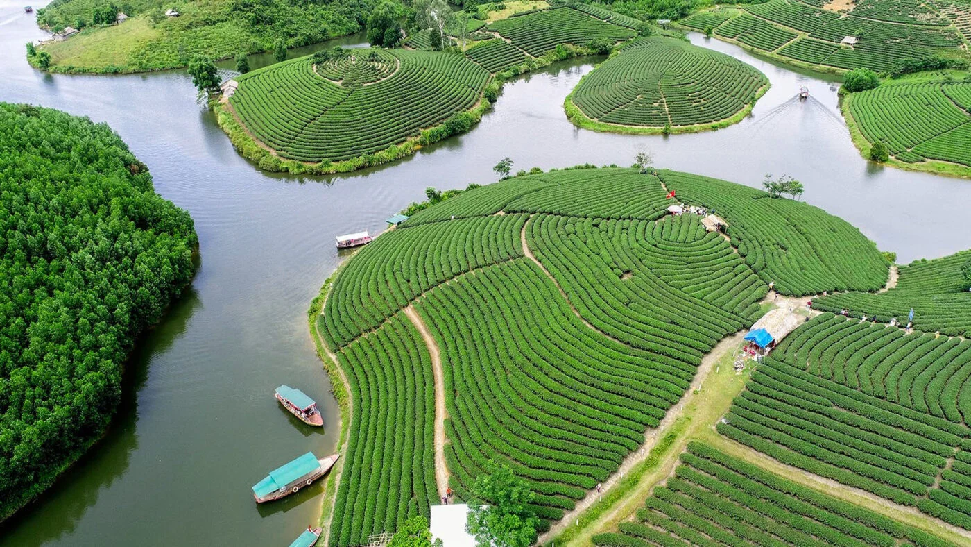 Vùng trồng chè đặc sản ở Việt Nam: Di sản từ đất, tinh túy từ bàn tay người làm trà
