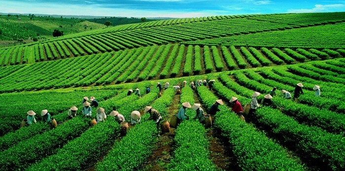 Vùng trồng chè đặc sản ở Việt Nam: Di sản từ đất, tinh túy từ bàn tay người làm trà