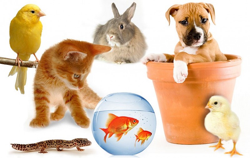 Thị trường thú cưng Việt Nam: Phát triển đa dạng nhưng cần kiểm soát