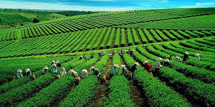 Vùng trồng chè đặc sản ở Việt Nam: Di sản từ đất, tinh túy từ bàn tay người làm trà