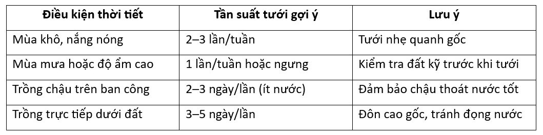 Cách tưới hoa giấy đúng kỹ thuật giúp cây ra hoa rực rỡ quanh năm