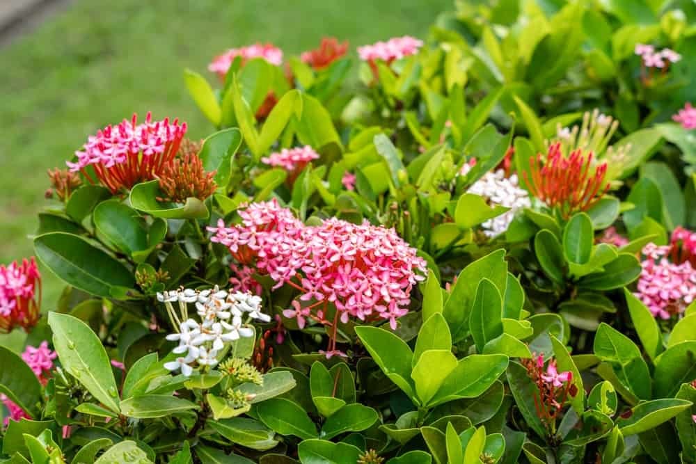 5 loài hoa được người xưa gửi gắm ước nguyện thịnh vượng và trường thọ