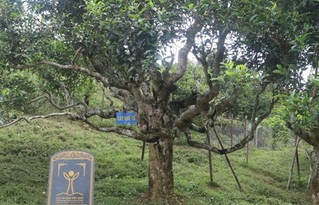 Cây chè tổ Suối Giàng: Di sản sống của người Mông