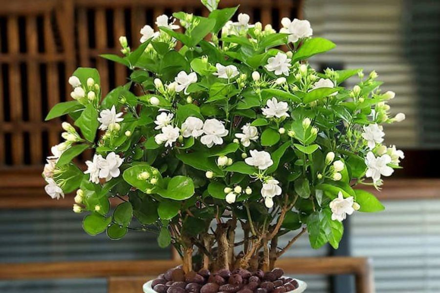 5 loài hoa được người xưa gửi gắm ước nguyện thịnh vượng và trường thọ