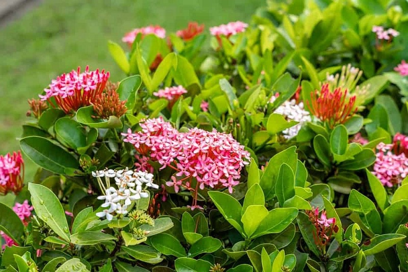 5 loài hoa phong thủy được người xưa gửi gắm ước nguyện thịnh vượng và trường thọ