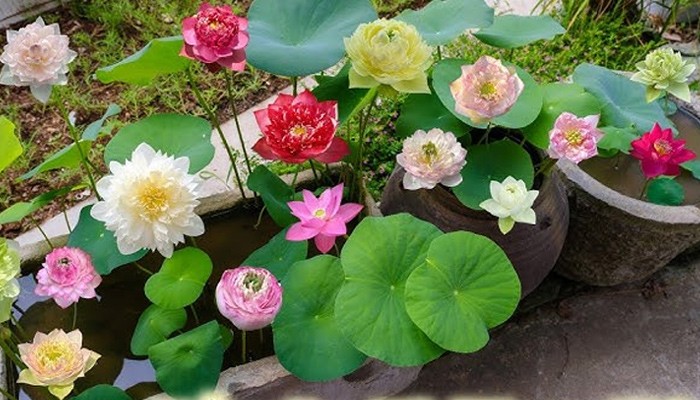 5 loài hoa được người xưa gửi gắm ước nguyện thịnh vượng và trường thọ