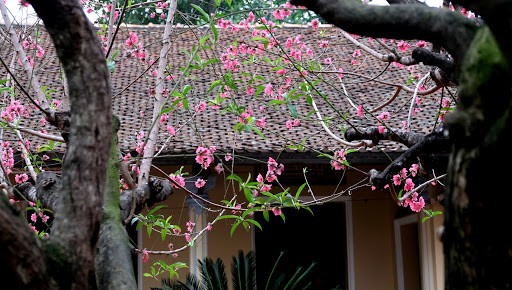 5 loài hoa được người xưa gửi gắm ước nguyện thịnh vượng và trường thọ
