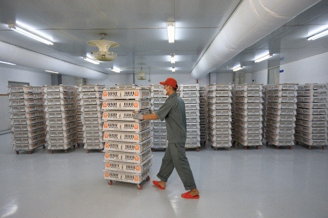 Japfa vận hành nhà máy ấp trứng ở Đắk Lắk: Mỗi năm 40 triệu gà giống, công nghệ hiện đại hàng đầu Việt Nam