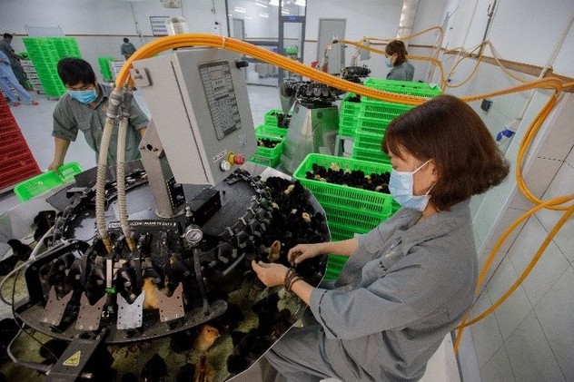 Japfa vận hành nhà máy ấp trứng ở Đắk Lắk: Mỗi năm 40 triệu gà giống, công nghệ hiện đại hàng đầu Việt Nam