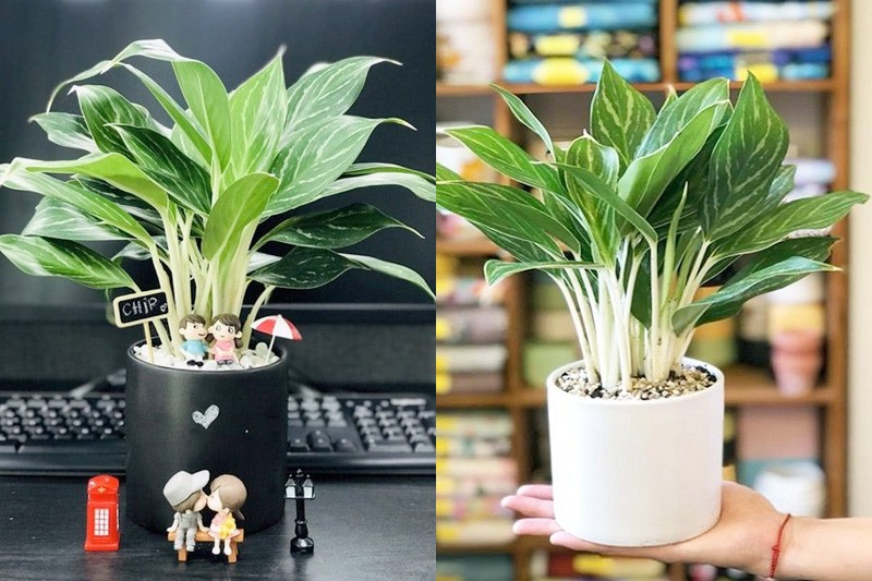 5 loại cây phong thủy theo mệnh cho dân văn phòng tụ tài, hút lộc theo quan niệm dân gian