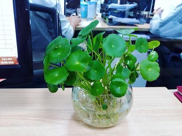5 loại cây phong thủy theo mệnh cho dân văn phòng tụ tài, hút lộc theo quan niệm dân gian