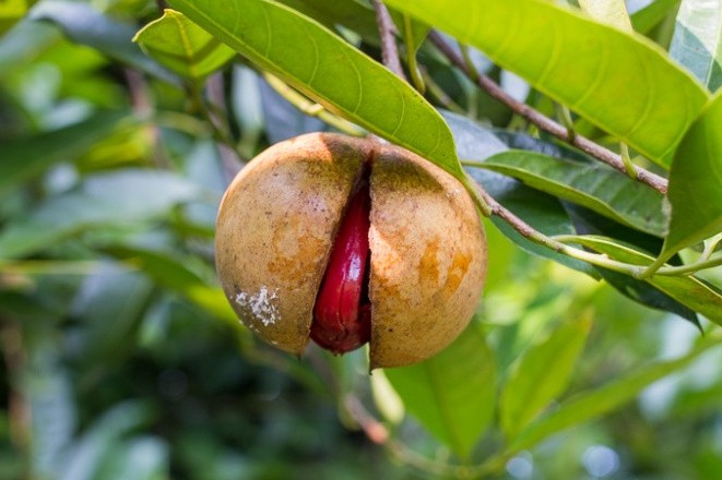 Hai loại gia vị đắt đỏ mang về hơn 15 triệu USD cho Việt Nam 6 tháng đầu năm 2025
