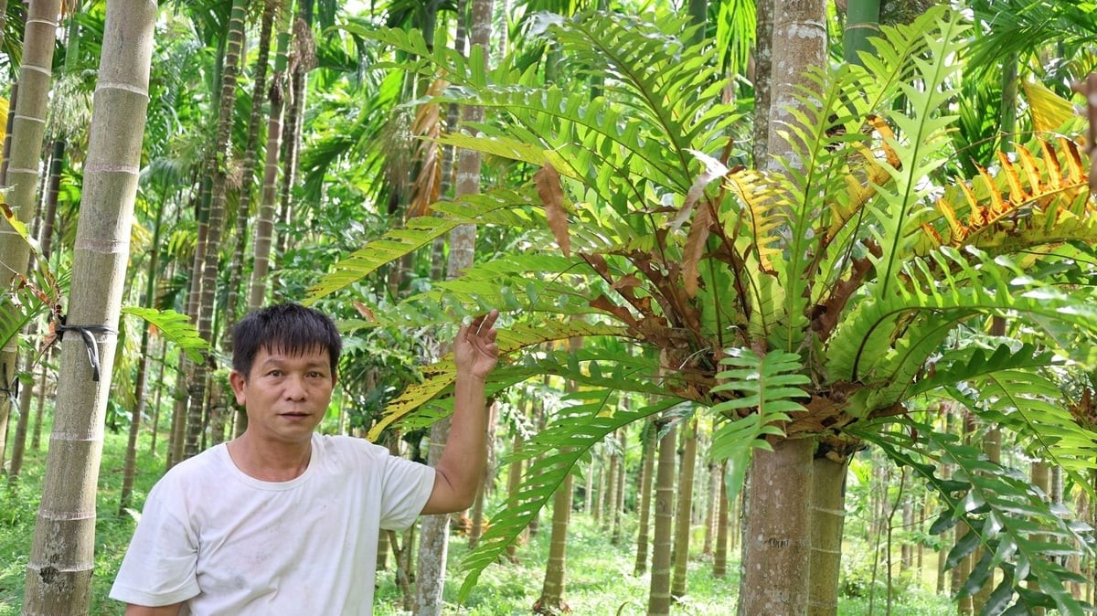Ông lão Đắk Lắk trồng thứ cây “cũ rích” mà kiếm hơn 1 tỷ đồng một năm