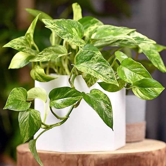 Tưới nước cây trầu bà bao nhiêu là đủ? Đừng để cây chết vì sai lầm đơn giản