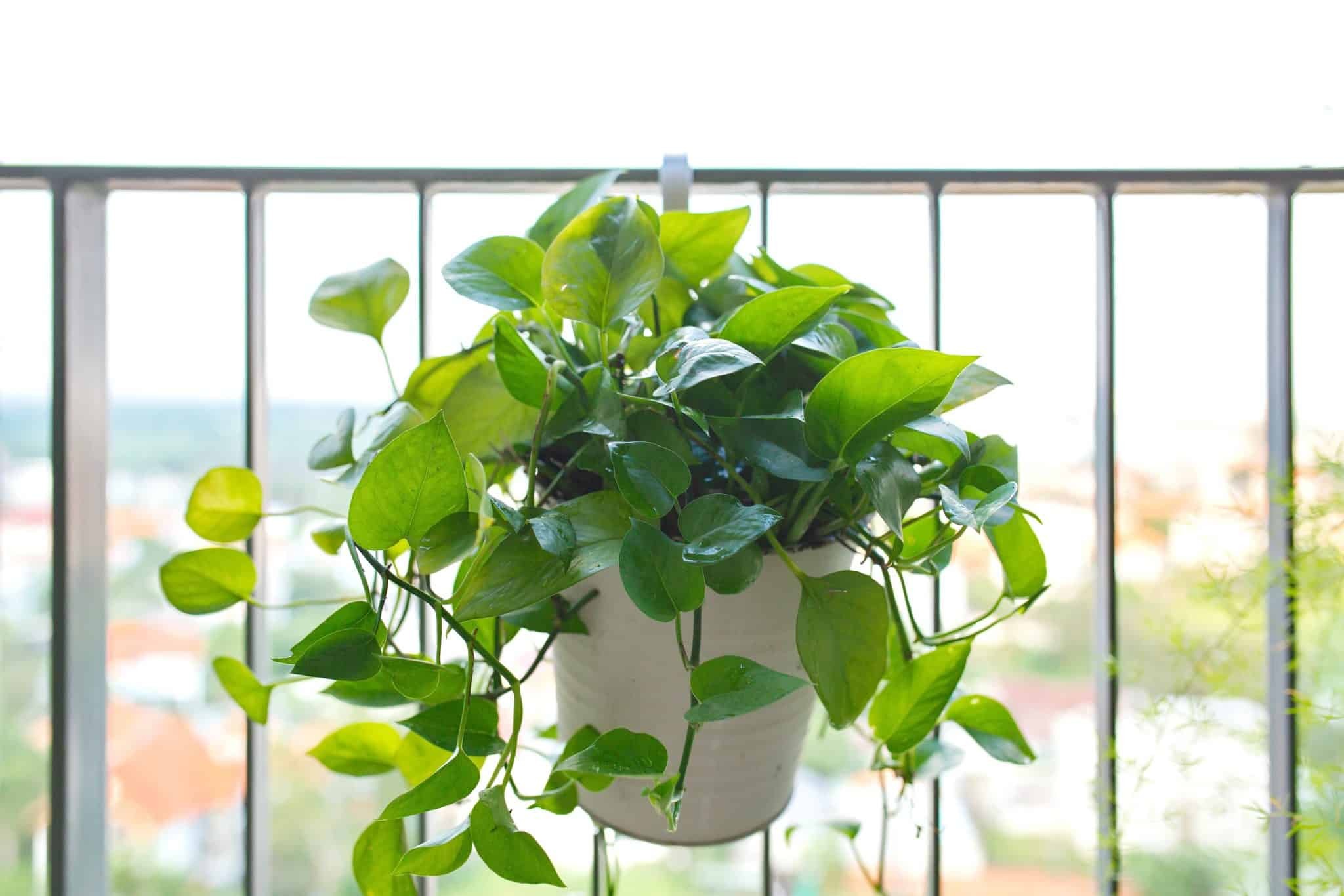 Tưới nước cây trầu bà bao nhiêu là đủ? Đừng để cây chết vì sai lầm đơn giản