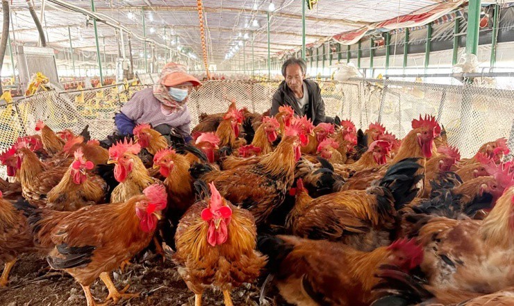 Chán bon chen phố thị, người trẻ Trung Quốc về quê nuôi gà kiếm vài trăm triệu mỗi lứa