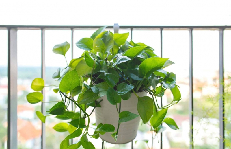 Tưới nước cây trầu bà bao nhiêu là đủ? Đừng để cây chết vì sai lầm đơn giản