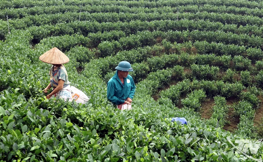 Ông lớn Nhật nhắm “mỏ vàng xanh” của Việt Nam, tham vọng tạo thị trường matcha "chuẩn Nhật, giá Việt"