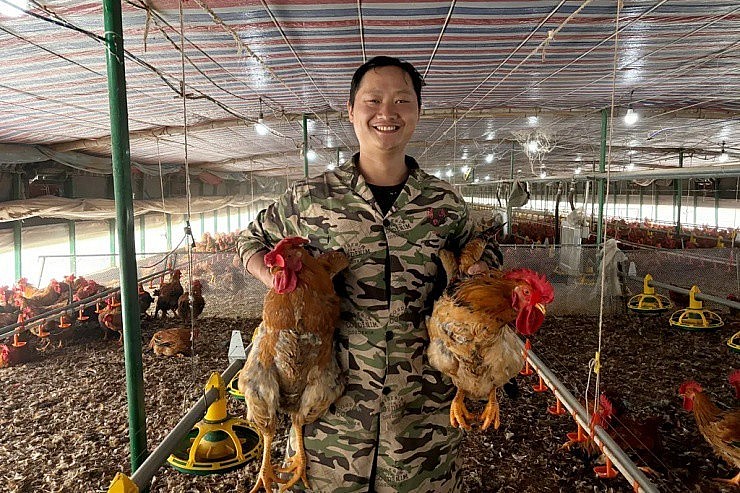 Chán bon chen phố thị, người trẻ Trung Quốc về quê nuôi gà kiếm vài trăm triệu mỗi lứa